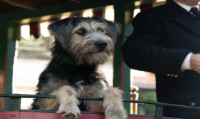 lady and the tramp, romance, live action, tessa thompson, justin theroux, review, disney plus