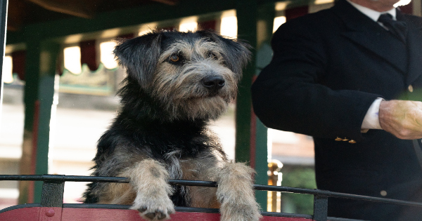 lady and the tramp, romance, live action, tessa thompson, justin theroux, review, disney plus