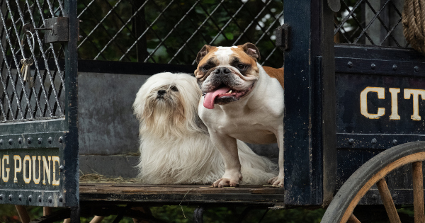 lady and the tramp, romance, live action, tessa thompson, justin theroux, review. walt disney pictures, disney plus