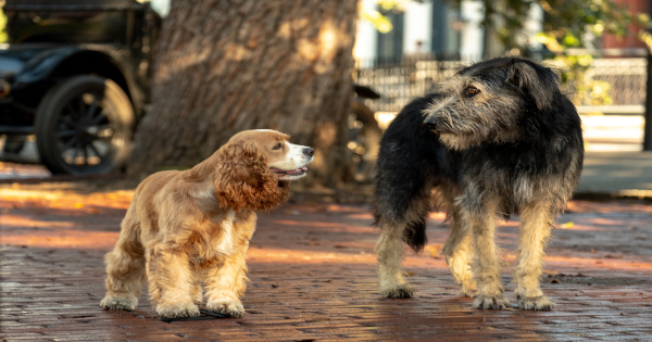 lady and the tramp, romance, live action, tessa thompson, justin theroux, review, walt disney pictures, disney plus